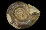 Bathonian Ammonite (Procerites) Fossil - France #152717-1